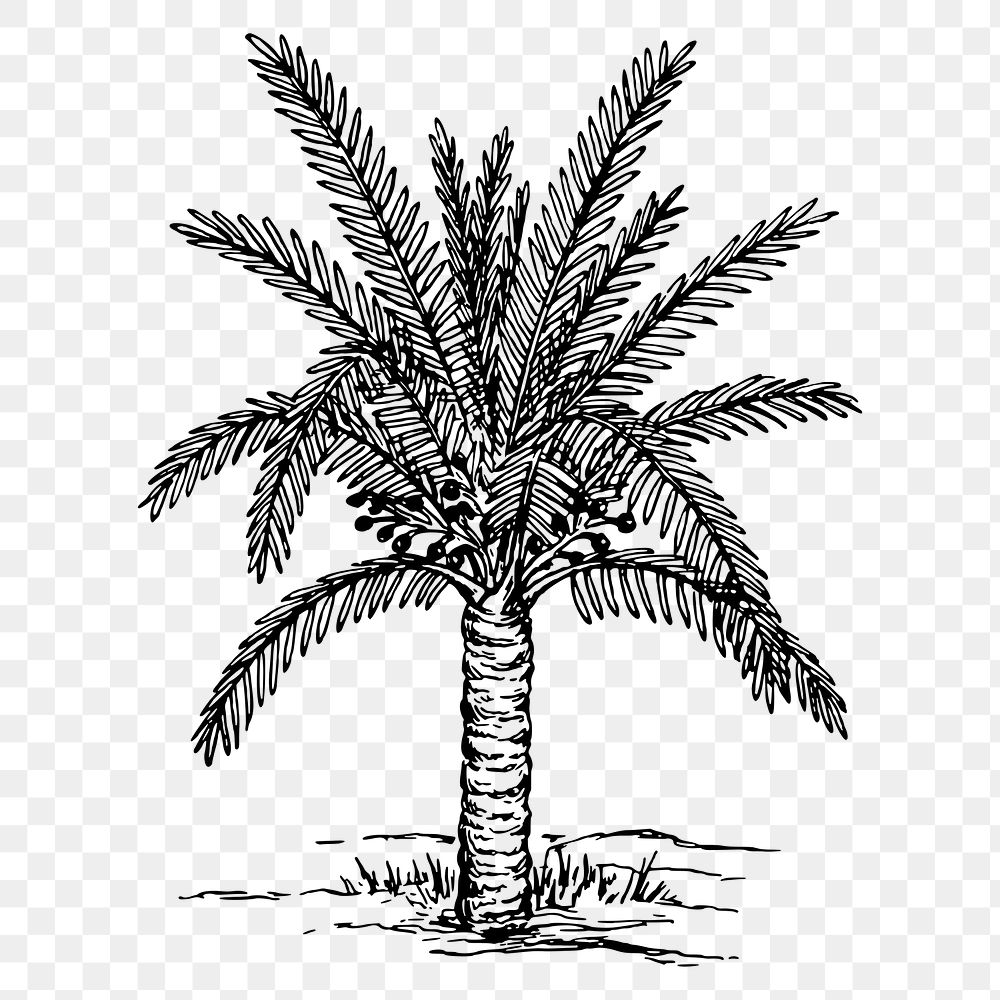 Png Sago palm tree clipart, hand drawn vintage illustration, transparent background. Free public domain CC0 image.