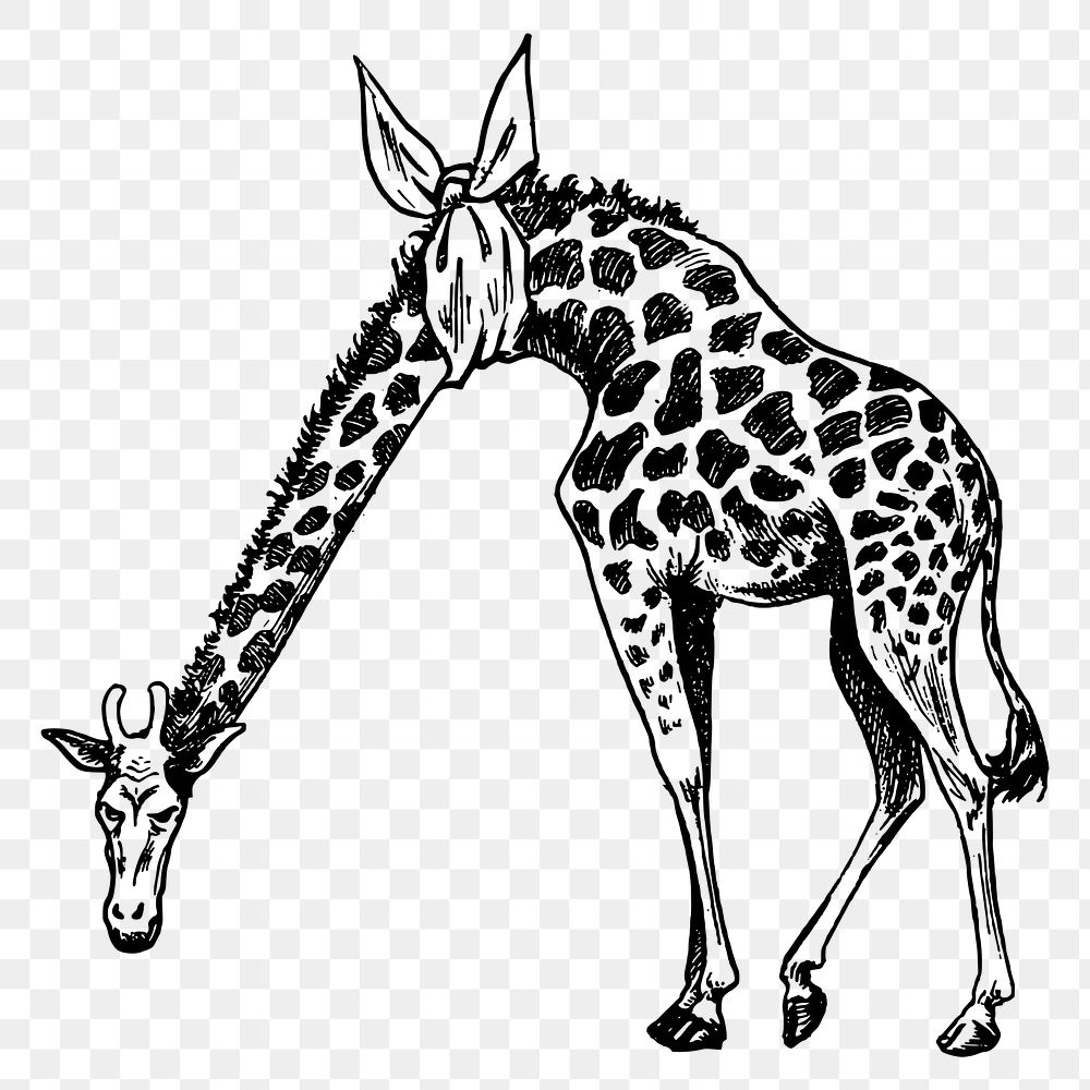 Giraffe png clipart, hand drawn animal, wildlife illustration, transparent background. Free public domain CC0 image.
