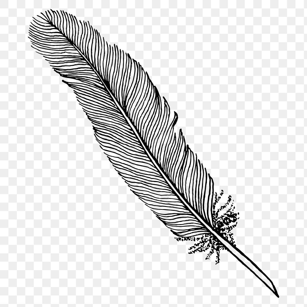 Feather quill png sticker vintage stationery illustration, transparent background. Free public domain CC0 image.