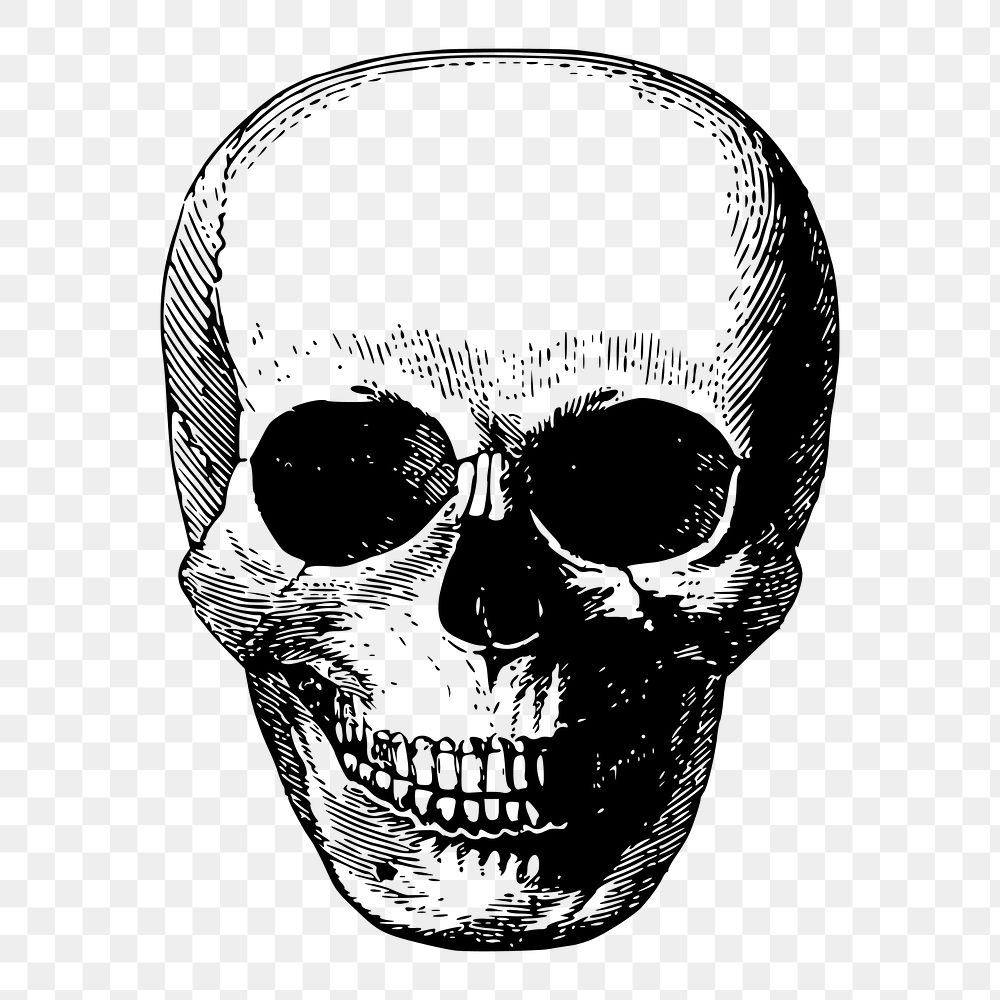 Human skull png sticker vintage illustration, transparent background. Free public domain CC0 image.