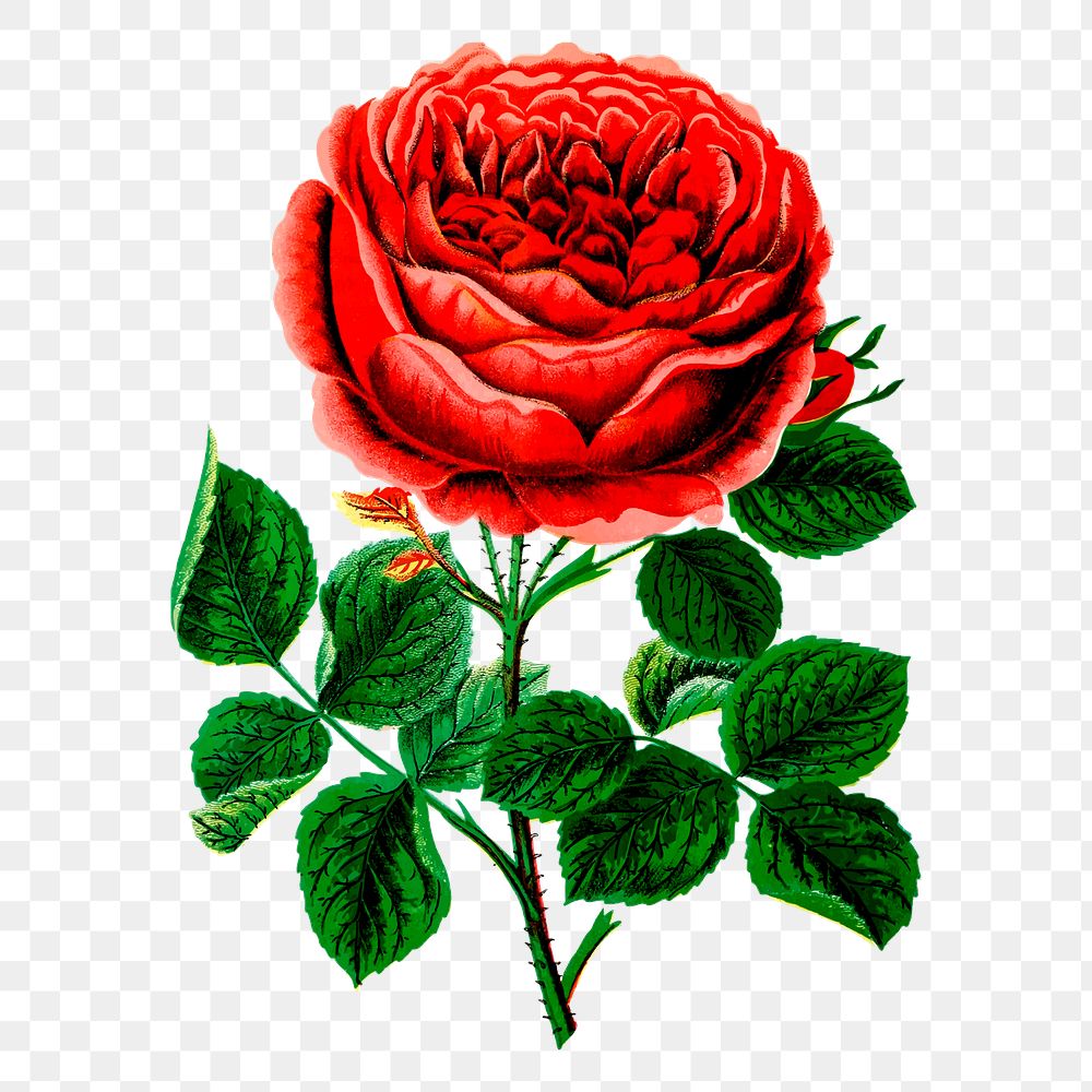 Png John hopper rose clipart, flower illustration, transparent background. Free public domain CC0 image.