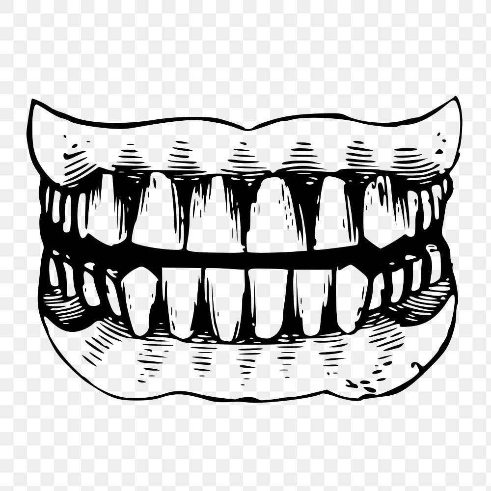Human teeth png, vintage dental illustration, transparent background. Free public domain CC0 image.