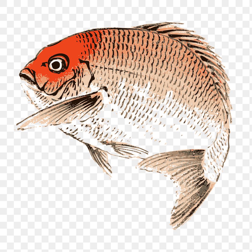 Png red sea bream fish clipart, vintage animal illustration, transparent background. Free public domain CC0 image.