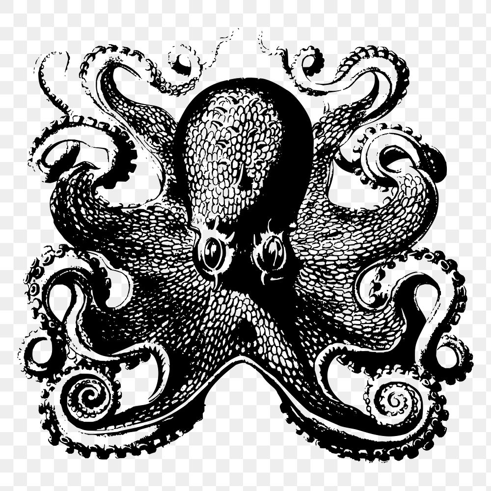 Octopus drawing png clipart, vintage sea life illustration, transparent background. Free public domain CC0 image.