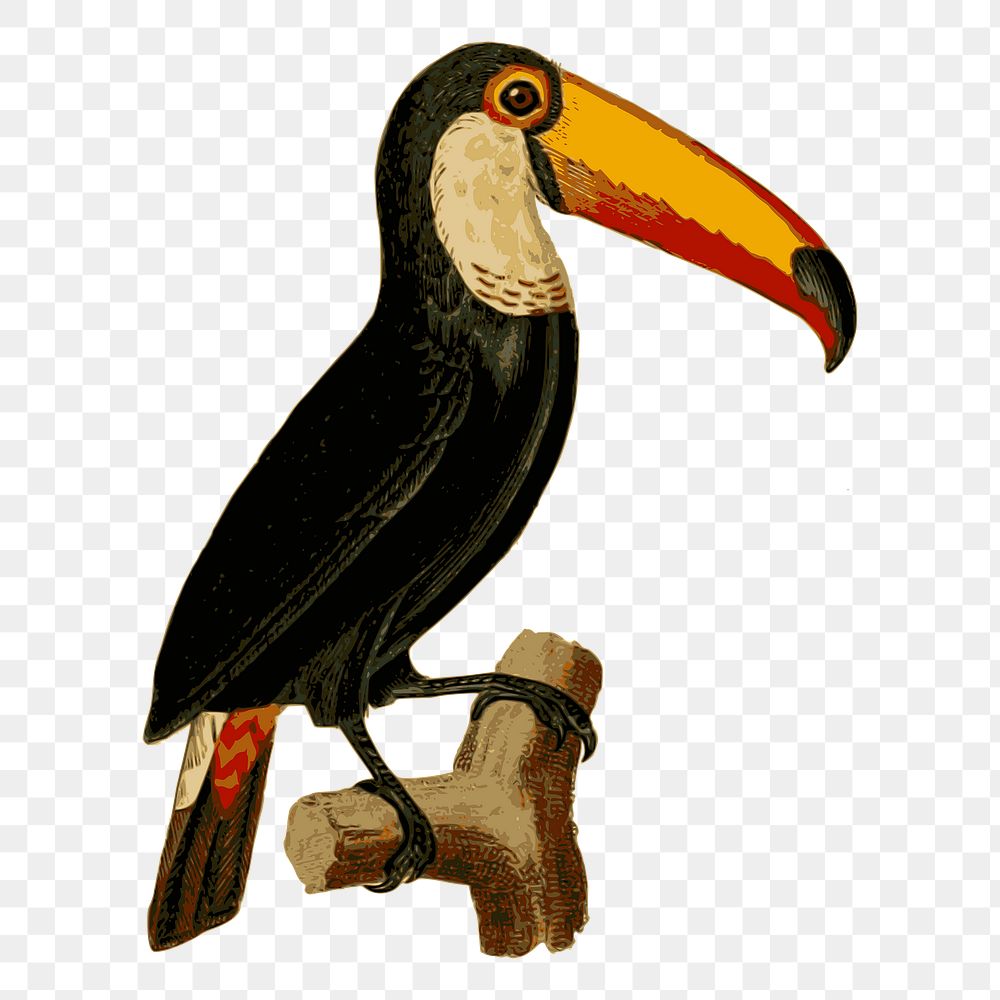 Toucan bird png sticker animal illustration, transparent background. Free public domain CC0 image.