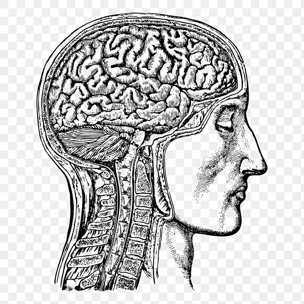 Anatomical brain png sticker, man hand drawn illustration, transparent background. Free public domain CC0 image.