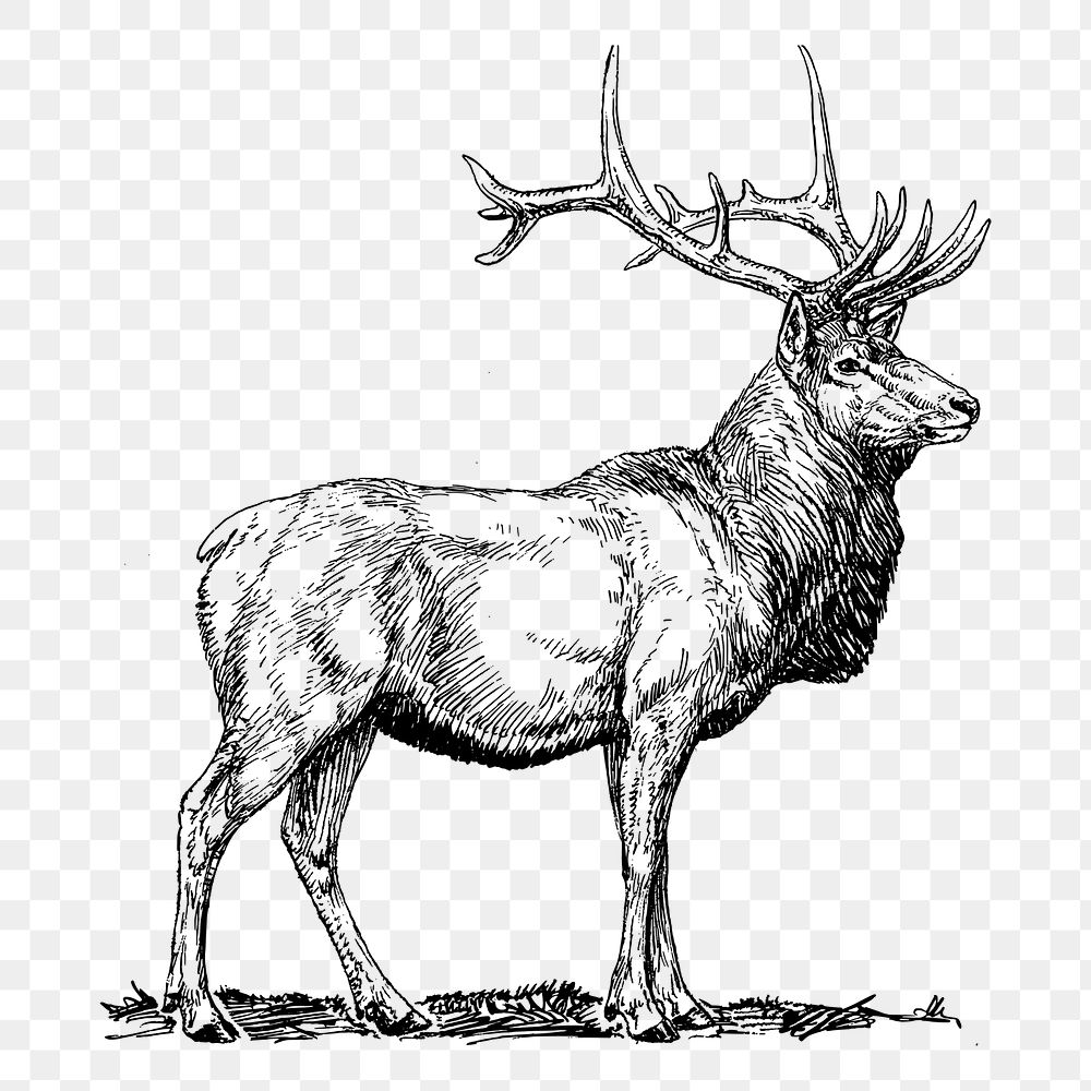 Whitetail Deer Drawing Images  Browse 1504 Stock Photos Vectors and  Video  Adobe Stock