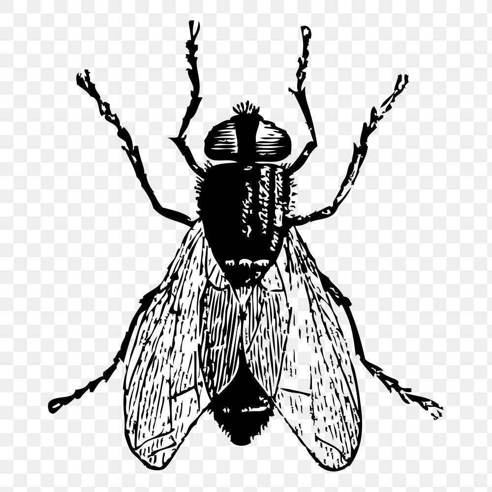Fly insect png sticker, animal hand drawn illustration, transparent background. Free public domain CC0 image.