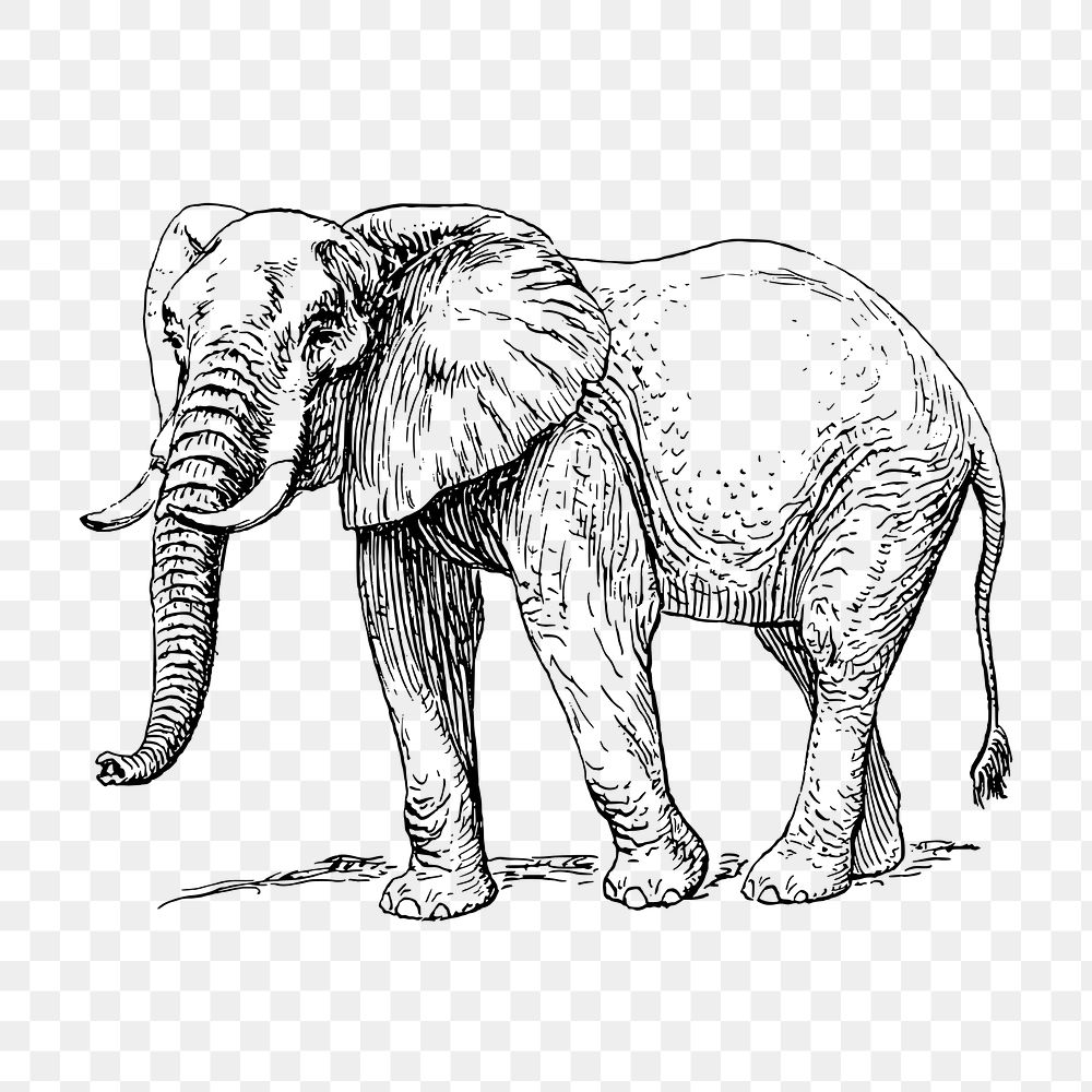 Elephant png clipart, animal hand drawn illustration, transparent background. Free public domain CC0 image.