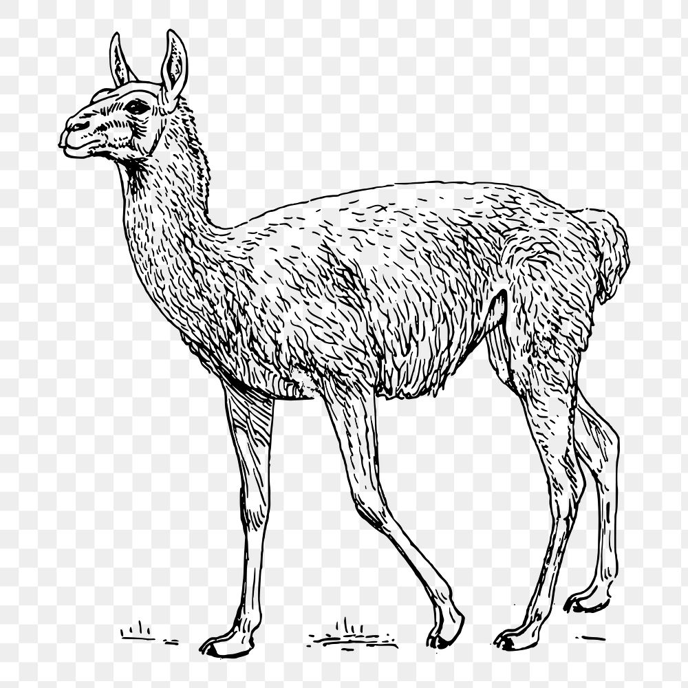 Lama Guanicoe png clipart, animal hand drawn illustration, transparent background. Free public domain CC0 image.