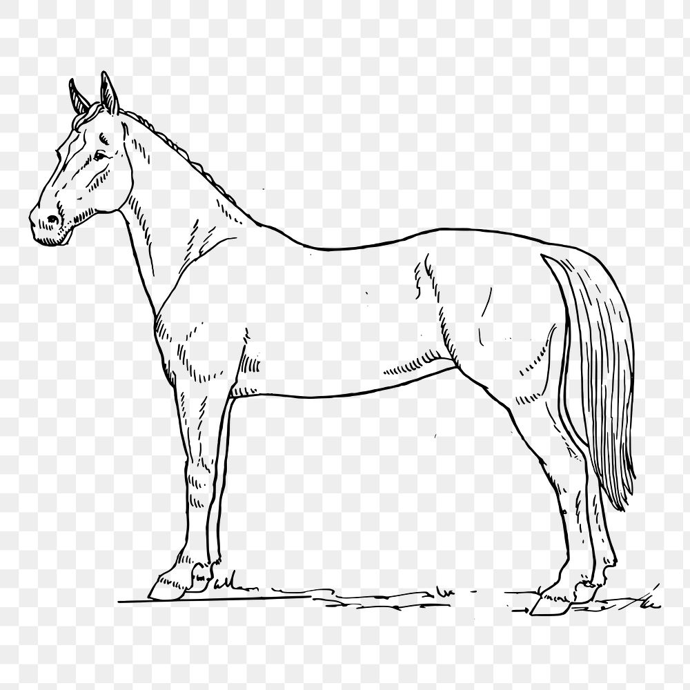 Horse line art png clipart, animal hand drawn illustration, transparent background. Free public domain CC0 image.
