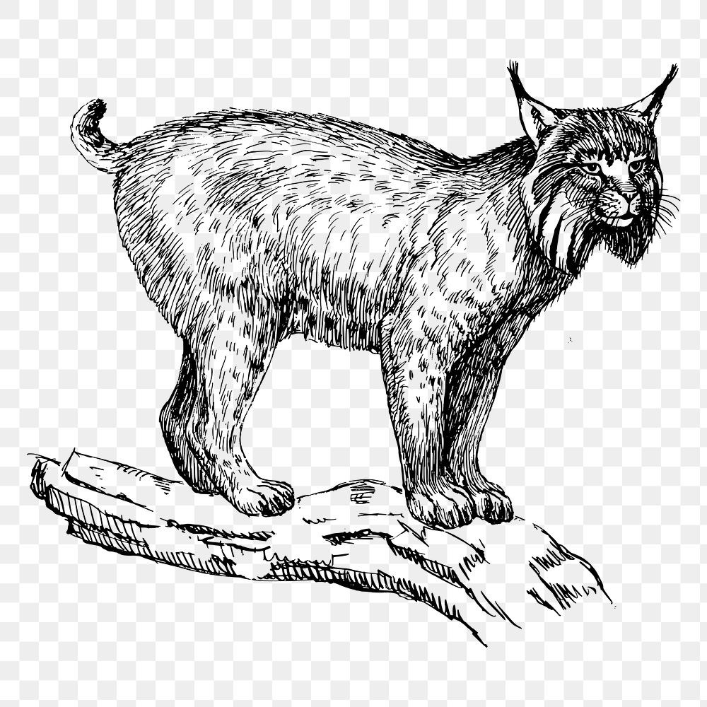 Lynx png clipart, animal hand drawn illustration, transparent background. Free public domain CC0 image.