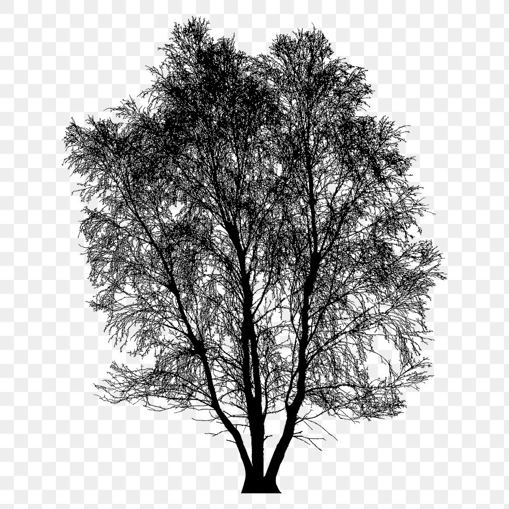 Silver Birch png tree sticker nature silhouette, transparent background. Free public domain CC0 image.