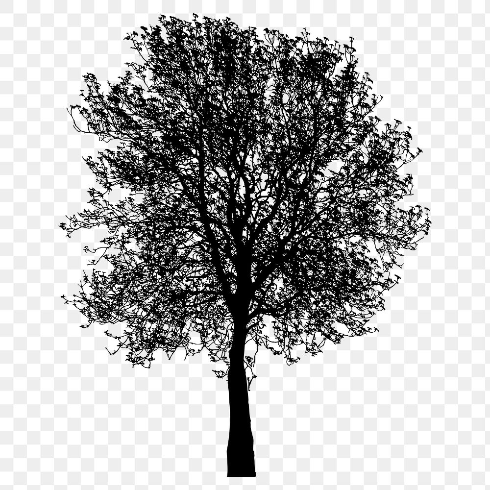 Birch tree png sticker nature silhouette, transparent background. Free public domain CC0 image.
