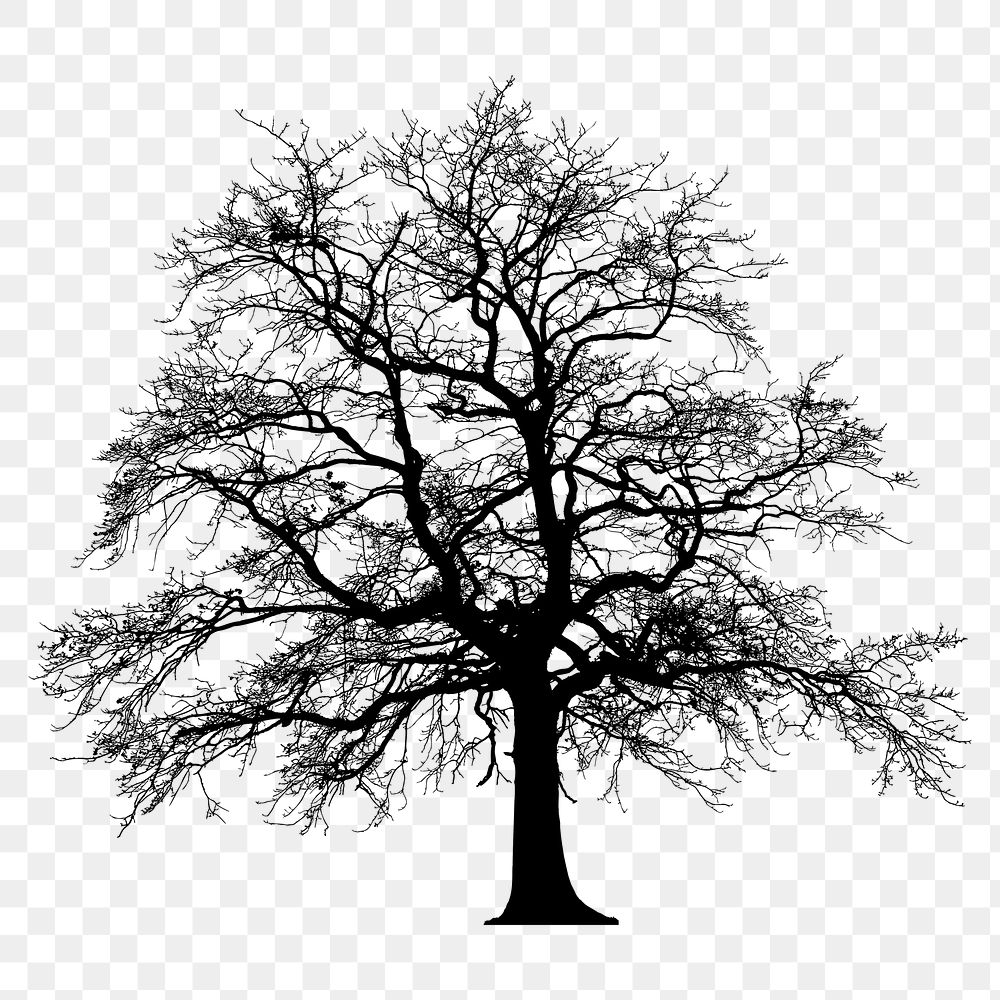 Leafless tree png sticker botanical silhouette, transparent background. Free public domain CC0 image.