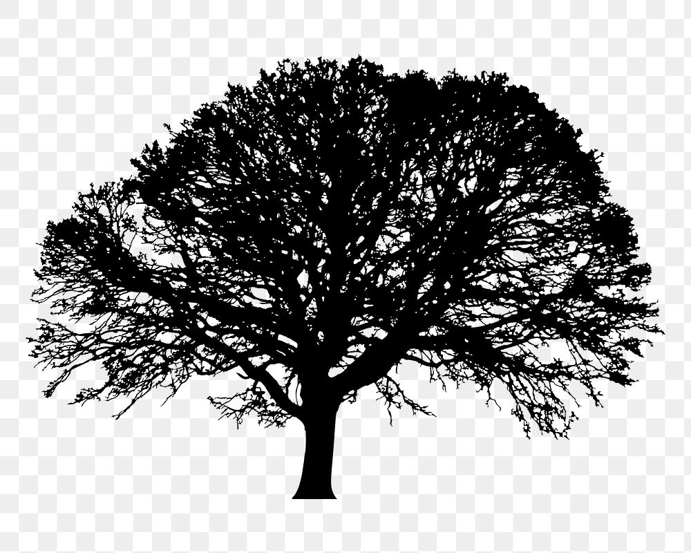 Oak tree png sticker nature silhouette, transparent background. Free public domain CC0 image.