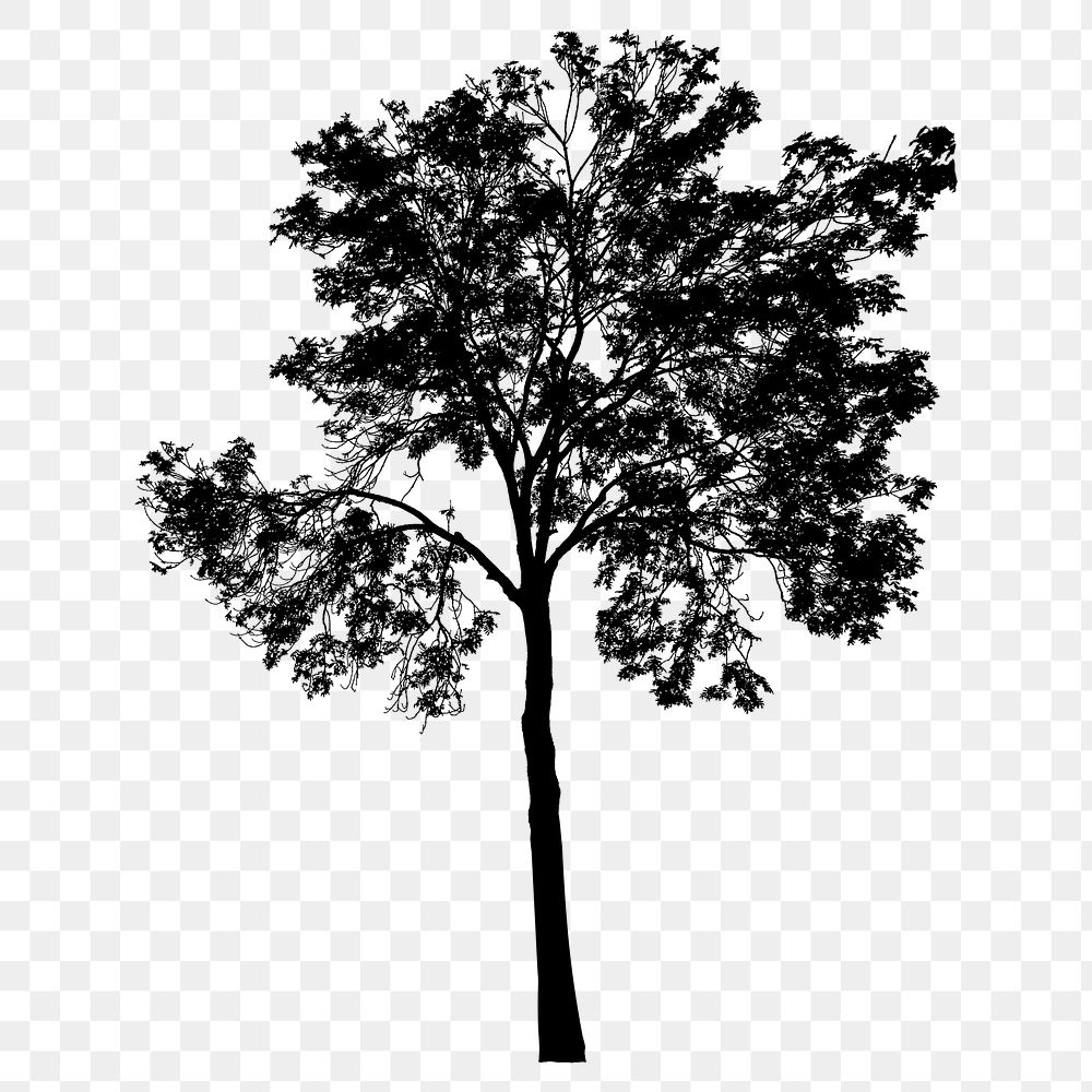 Eucalyptus tree png sticker nature silhouette, transparent background. Free public domain CC0 image.