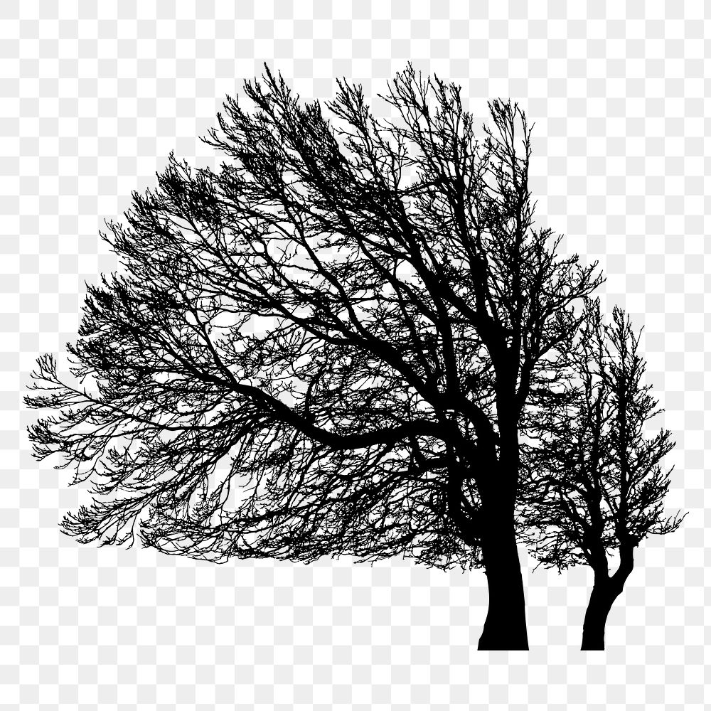 Leafless beech png tree sticker nature silhouette, transparent background. Free public domain CC0 image.