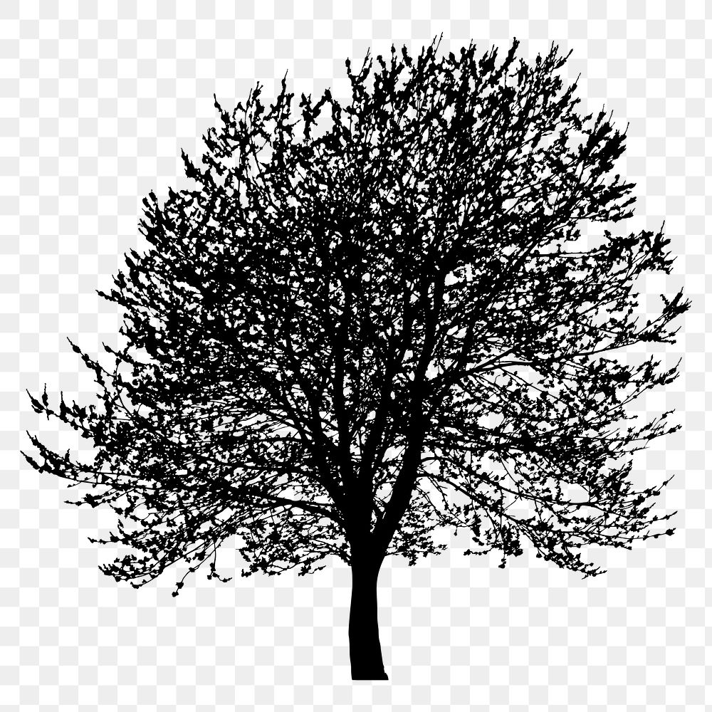 Tree png sticker botanical silhouette, transparent background. Free public domain CC0 image.
