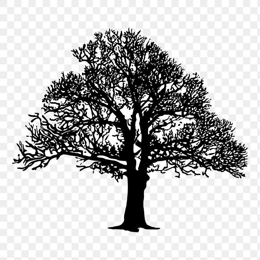 Leafless tree png sticker botanical silhouette, transparent background. Free public domain CC0 image.