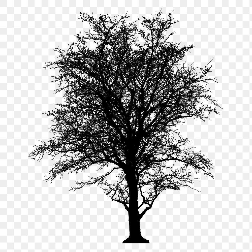 Leafless tree png sticker nature silhouette, transparent background. Free public domain CC0 image.