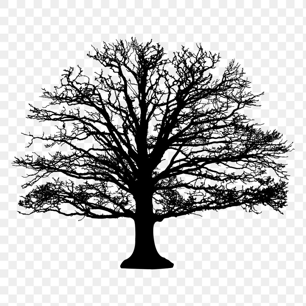 Leafless tree png sticker nature silhouette, transparent background. Free public domain CC0 image.