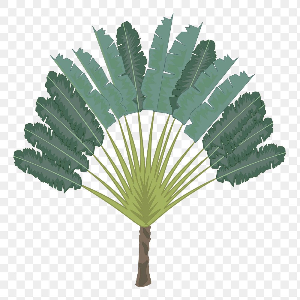 Ravenala tree png sticker, tropical plant illustration on transparent background. Free public domain CC0 image.