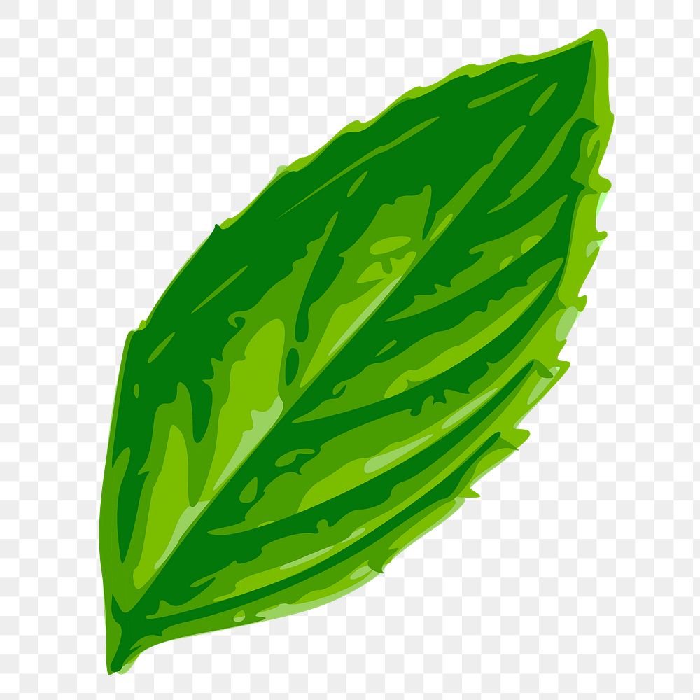 Leaf png sticker, botanical illustration on transparent background. Free public domain CC0 image.