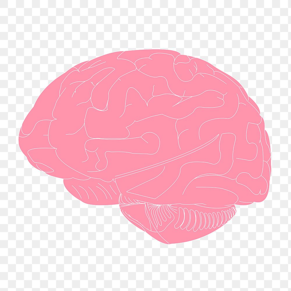 Human brain png sticker, cartoon illustration on transparent background. 