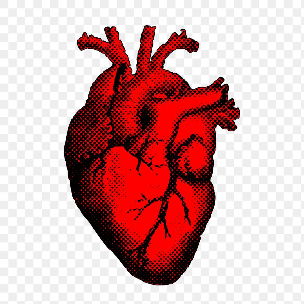 Human heart png sticker, realistic illustration on transparent background. Free public domain CC0 image.