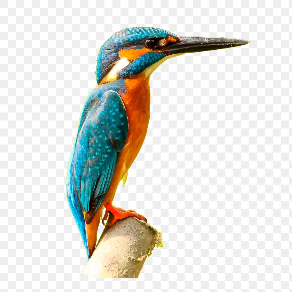 Kingfisher bird png sticker, animal illustration on transparent background. Free public domain CC0 image.