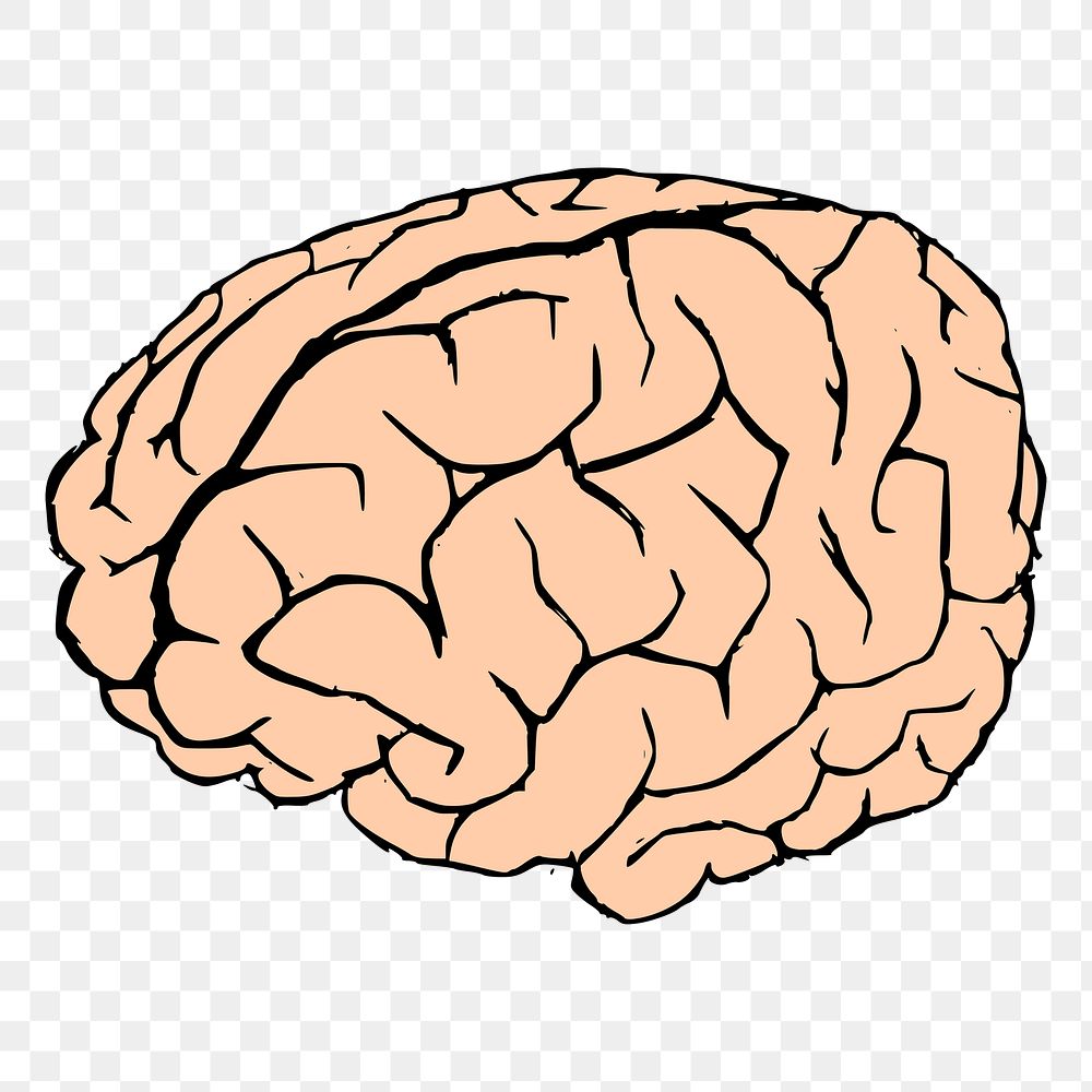 Human brain png sticker hand drawn illustration, transparent background. Free public domain CC0 image.