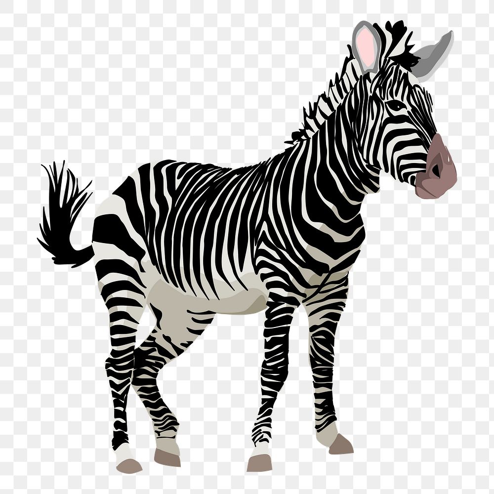 Zebra animal png sticker illustration, transparent background. Free public domain CC0 image.