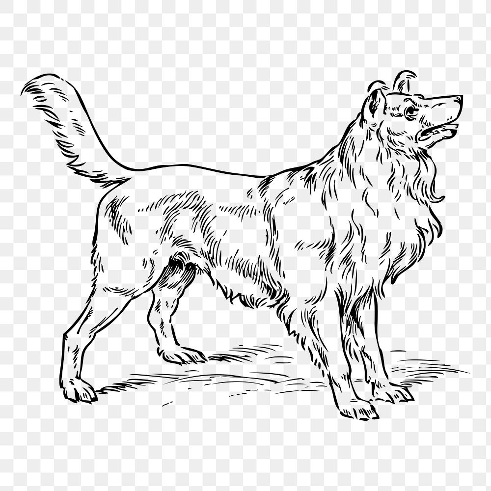 Dog png sticker vintage animal illustration, transparent background. Free public domain CC0 image.