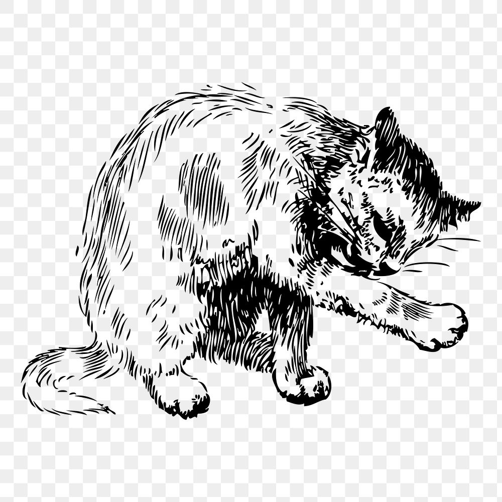 Cat png sticker vintage animal illustration, transparent background. Free public domain CC0 image.