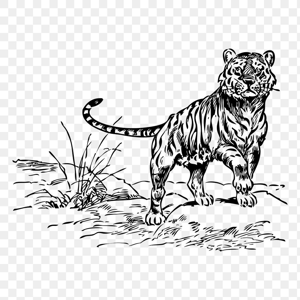 Tiger png sticker vintage wildlife illustration, transparent background. Free public domain CC0 image.