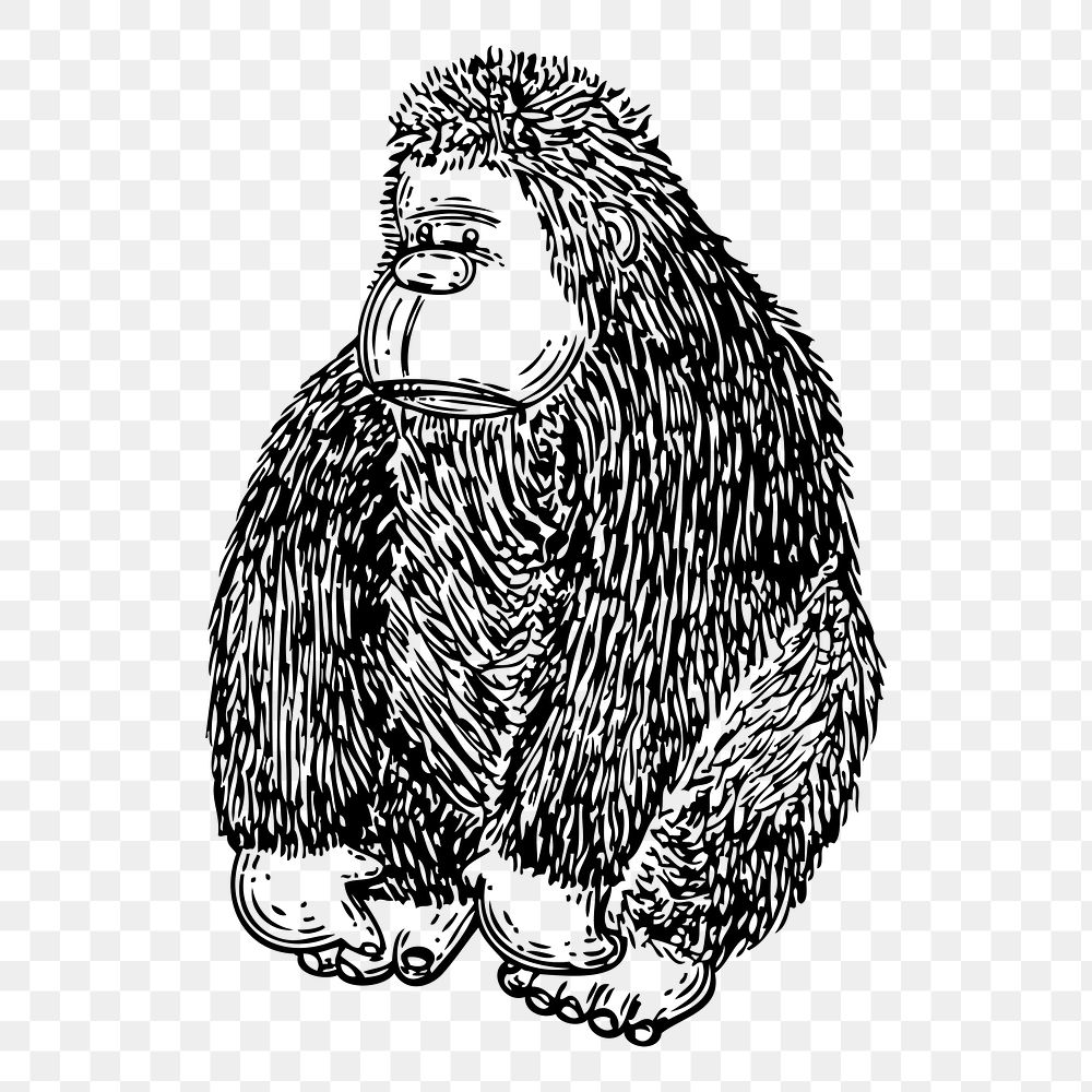 Gorilla png sticker vintage animal illustration, transparent background. Free public domain CC0 image.