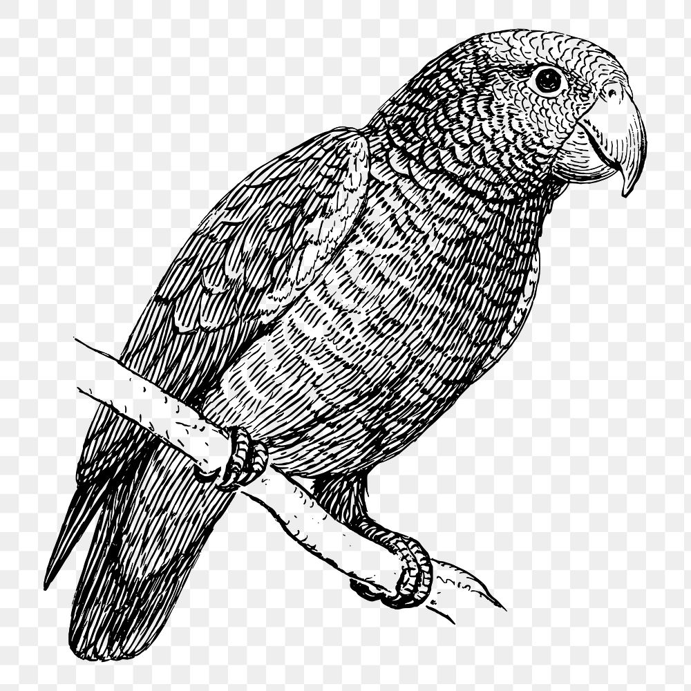 Parrot png sticker vintage bird illustration, transparent background. Free public domain CC0 image.