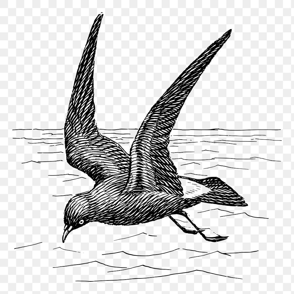 Petrel png sticker vintage bird illustration, transparent background. Free public domain CC0 image.