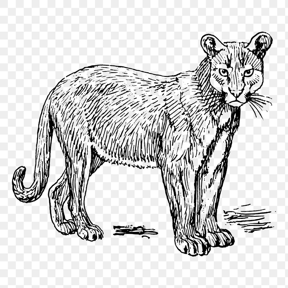 Puma png sticker vintage wild animal illustration, transparent background. Free public domain CC0 image.