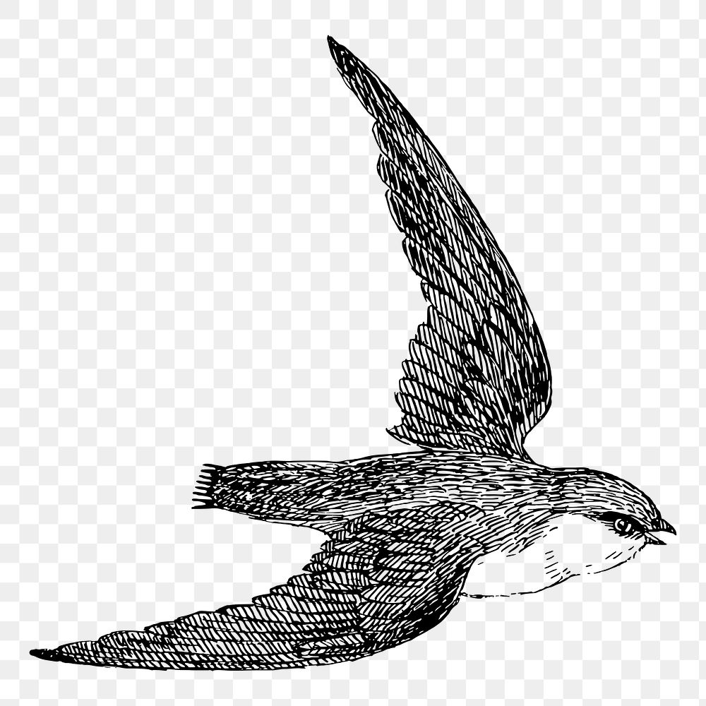 Swift bird png sticker vintage animal illustration, transparent background. Free public domain CC0 image.