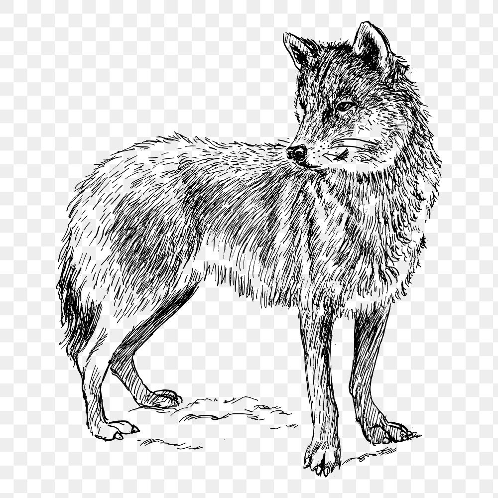 Wolf png sticker wild animal illustration, transparent background. Free public domain CC0 image.