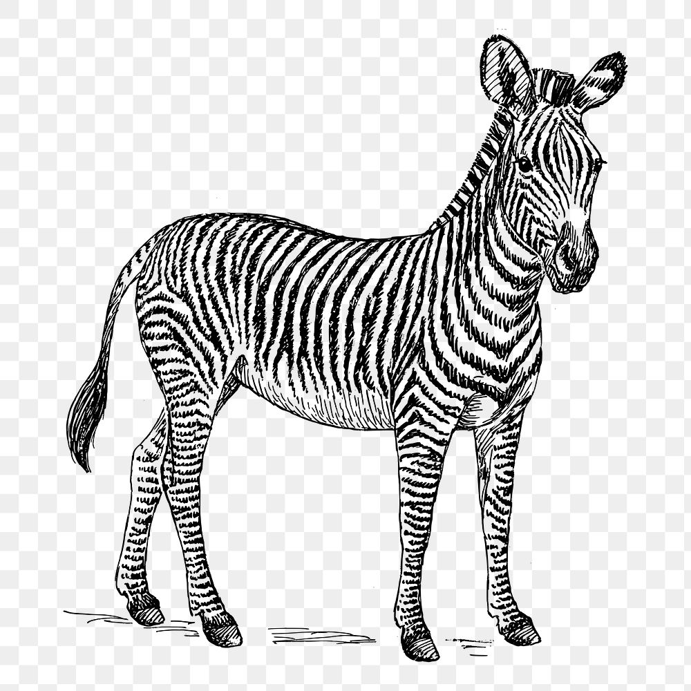 Zebra png sticker vintage animal illustration, transparent background. Free public domain CC0 image.