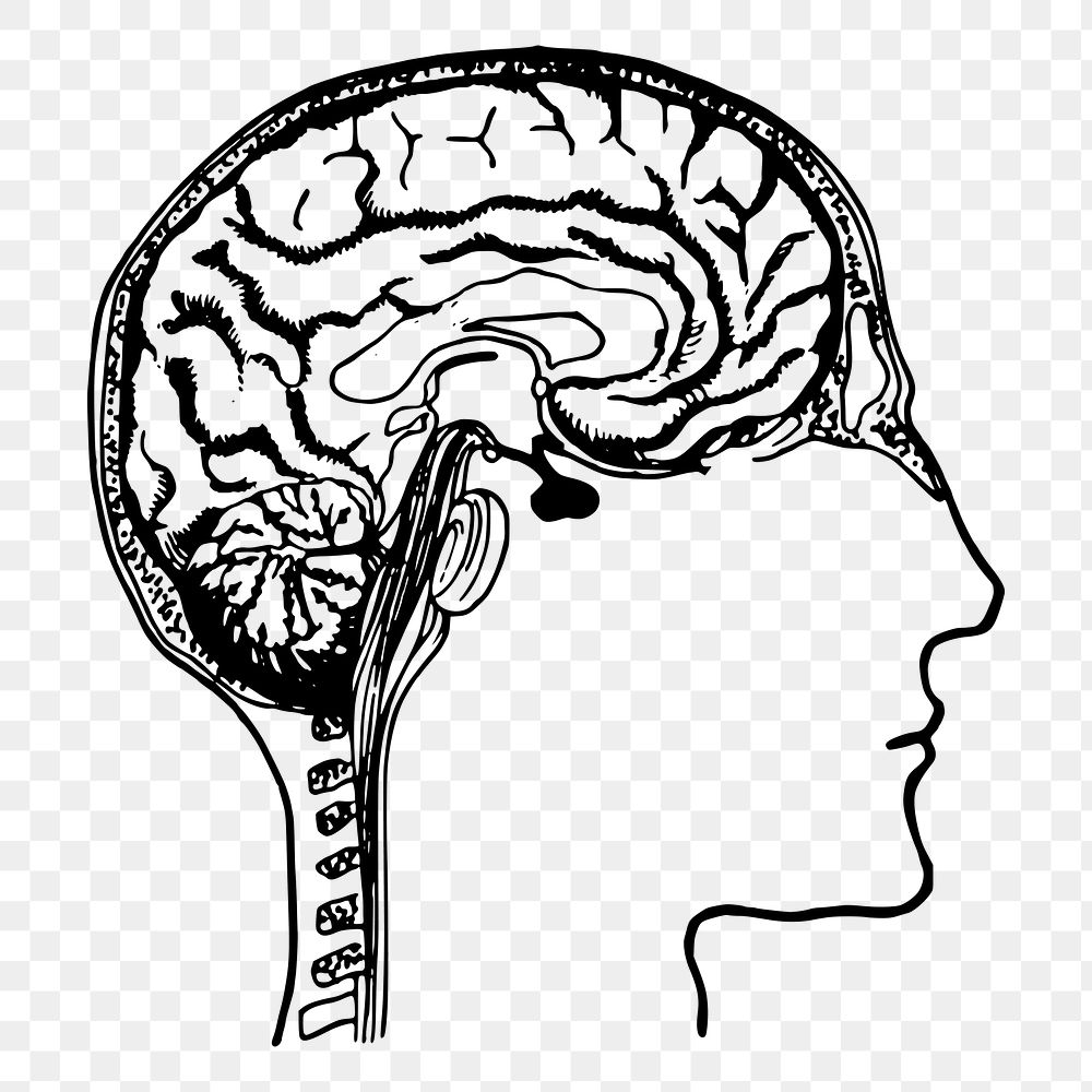 Brain diagram png, vintage human anatomy illustration, transparent background. Free public domain CC0 image.