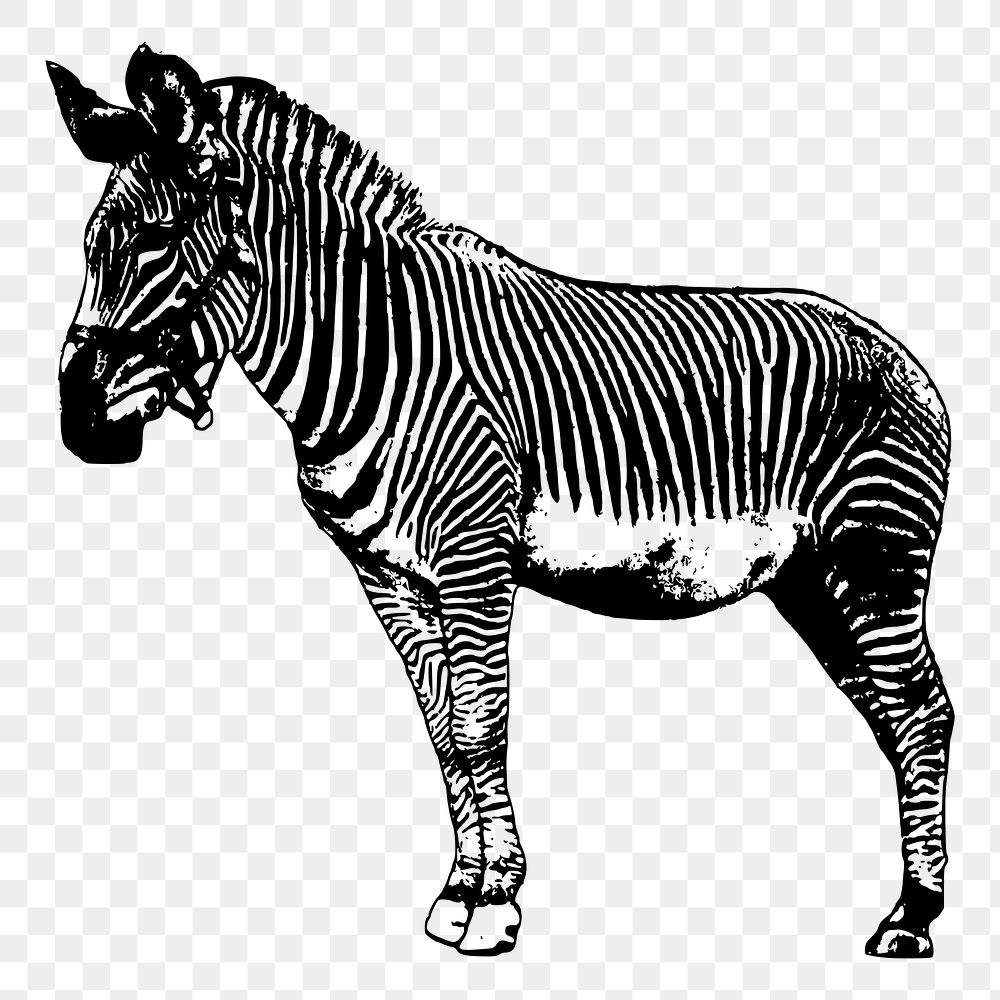 Zebra png sticker vintage wildlife illustration, transparent background. Free public domain CC0 image.