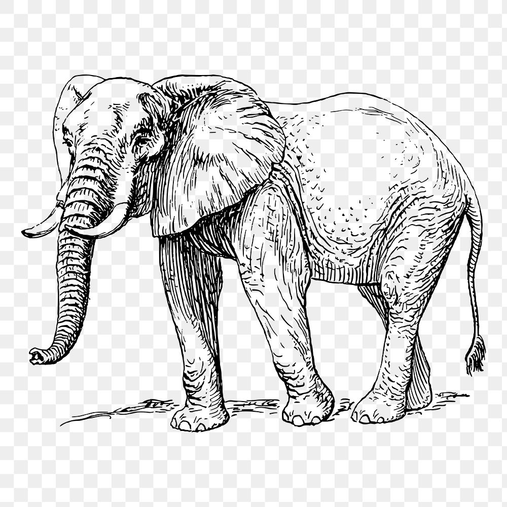 Elephant png sticker vintage wild animal illustration, transparent background. Free public domain CC0 image.