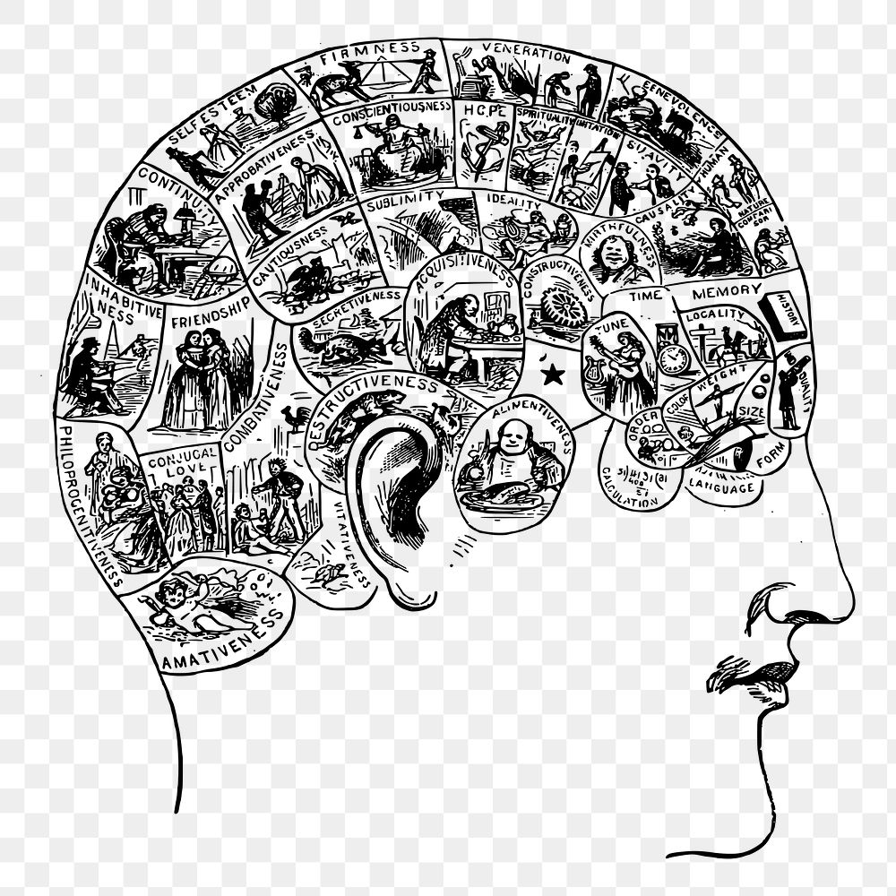 Phrenology brain png, vintage head illustration, transparent background. Free public domain CC0 image.