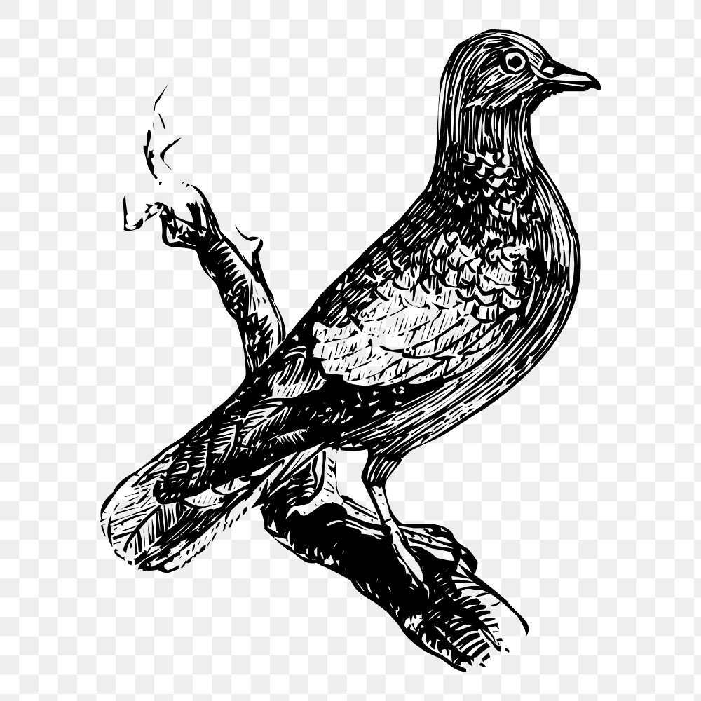 Bird png sticker vintage animal illustration, transparent background. Free public domain CC0 image.