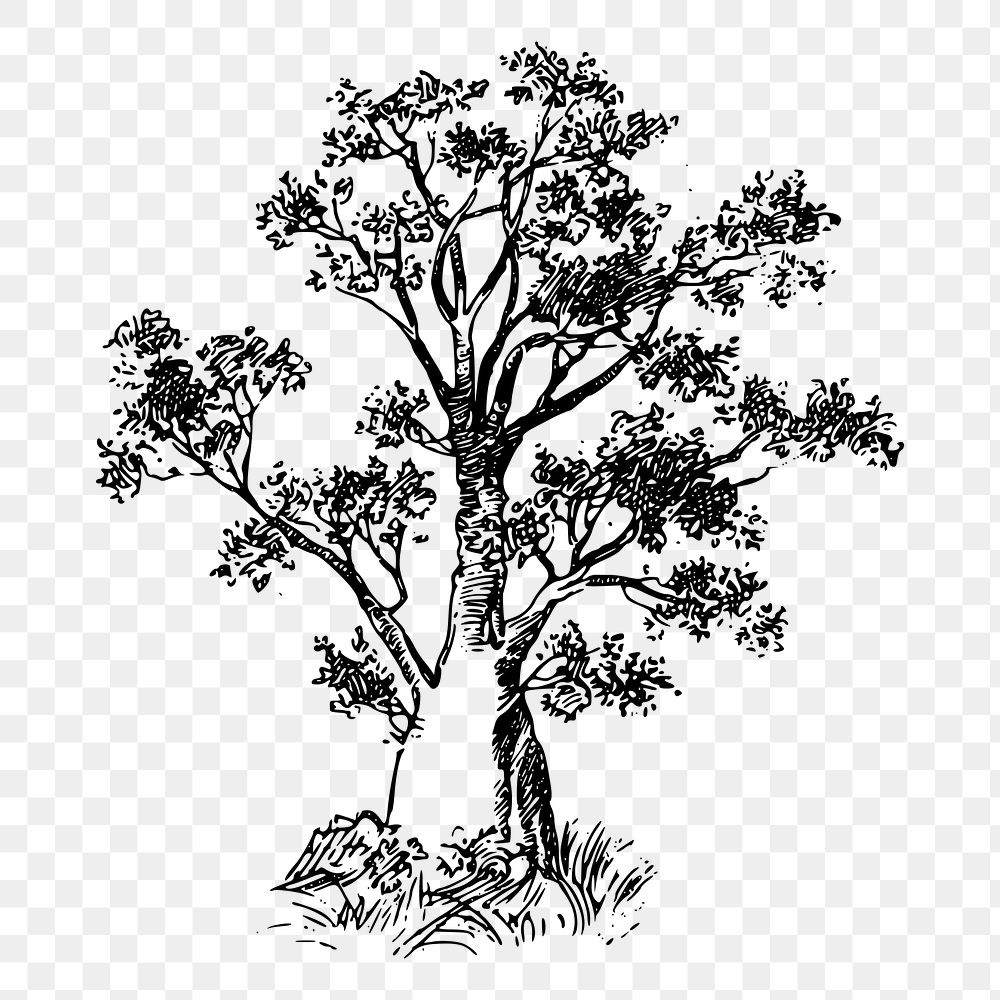 Baobab tree png sticker vintage illustration, transparent background. Free public domain CC0 image.