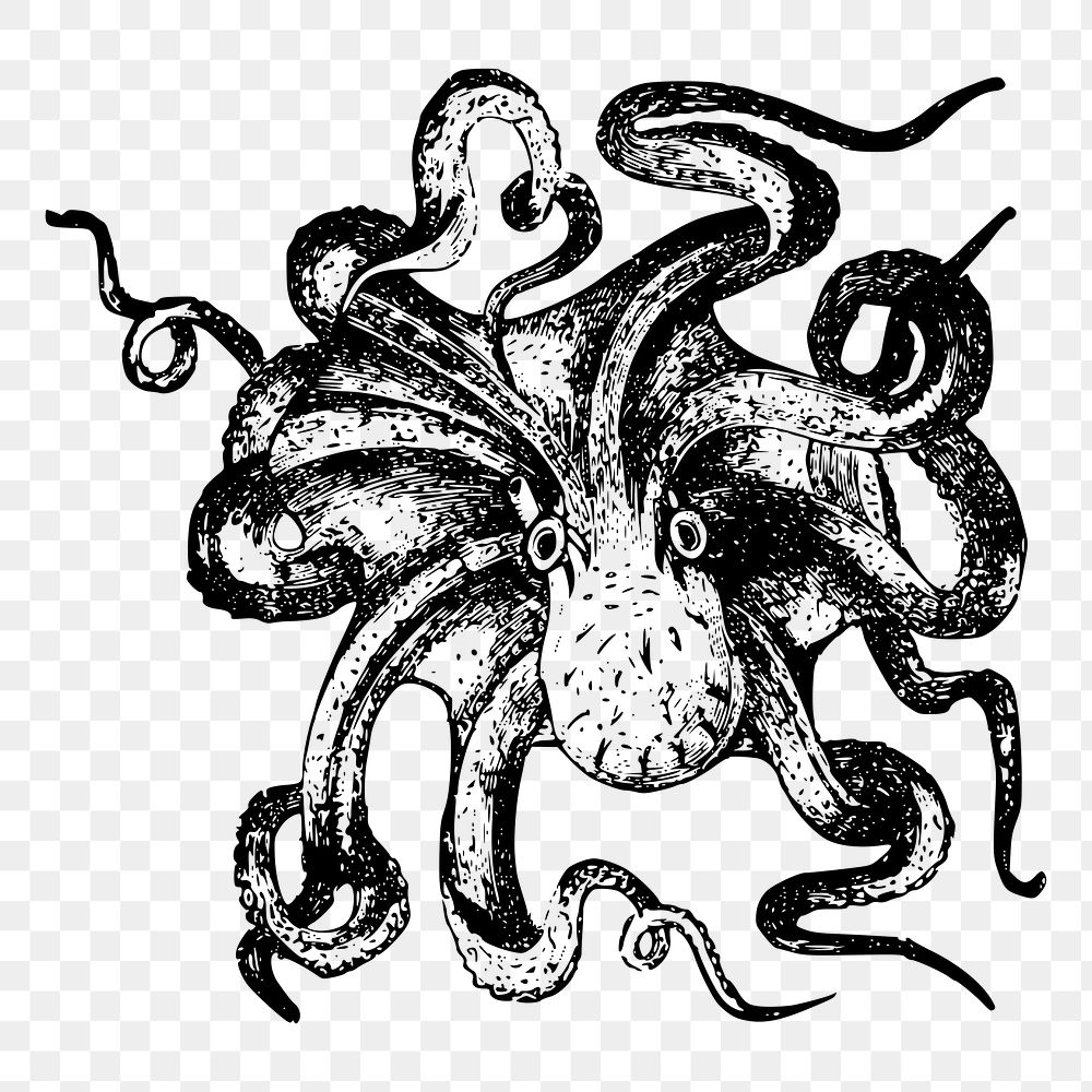 Octopus png sticker vintage sea life illustration, transparent background. Free public domain CC0 image.